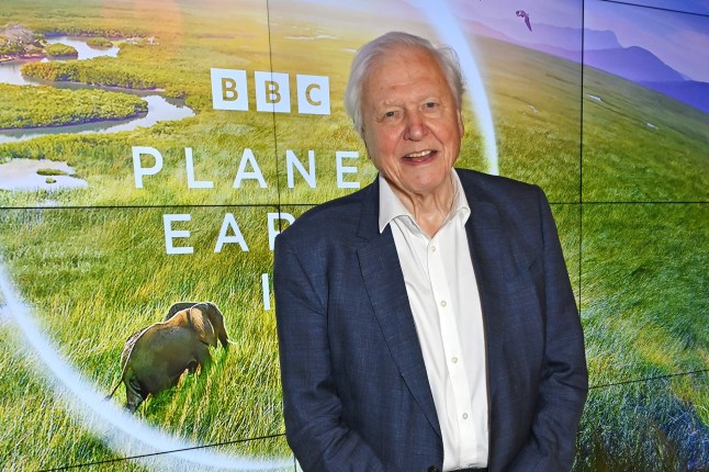 LONDON, ENGLAND - OCTOBER 12: Sir David Attenborough attends the Global Launch of BBC Studios' "Planet Earth III" at Frameless on October 12, 2023 in London, England. (Photo by Dave Benett/Getty Images)