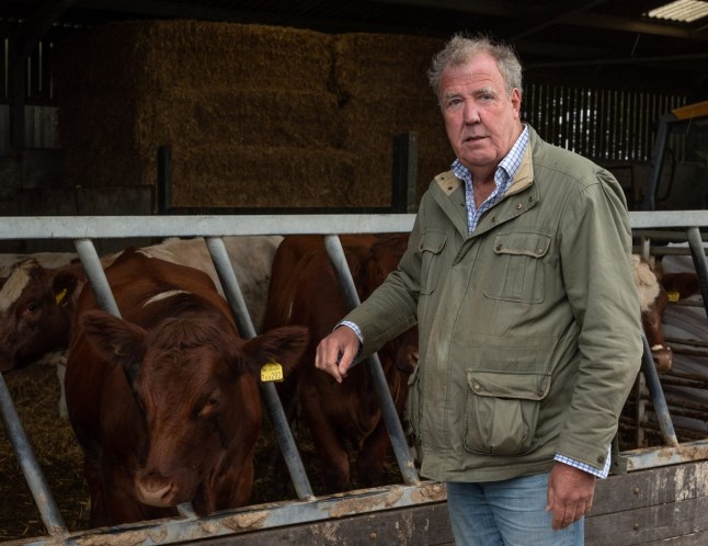 Jeremy Clarkson stands next to a herd of cattle in a barn, wearing a wax jacket and checkered shirt.