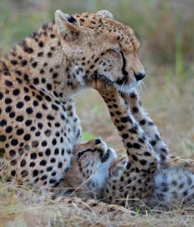 TX DATE:03-08-2025,TX WEEK:31,EMBARGOED UNTIL:29-07-2025 00:00:00,DESCRIPTION:,COPYRIGHT:Andy Rouse/naturepl.com,CREDIT LINE:BBC/Silverback Productions/Andy Rouse/naturepl.com