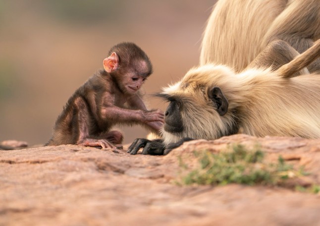 TX DATE:03-08-2025,TX WEEK:31,EMBARGOED UNTIL:29-07-2025 00:00:00,DESCRIPTION:,COPYRIGHT:Aaron Sandhu /Silverback Films,CREDIT LINE:BBC/Silverback Films/Aaron Sandhu