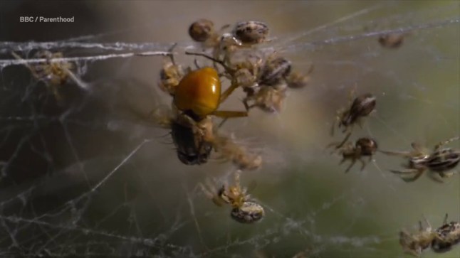 The horrifying moment baby spiders swarm to eat their mother will make you scream Picture: BBC/ Parenthood METROGRAB