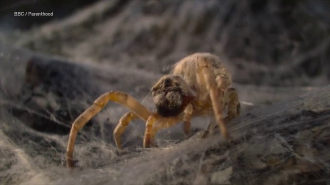 The horrifying moment baby spiders swarm to eat their mother will make you scream Picture: BBC/ Parenthood METROGRAB