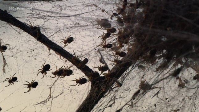 The horrifying moment baby spiders swarm to eat their mother will make you scream Picture: BBC/ Parenthood METROGRAB