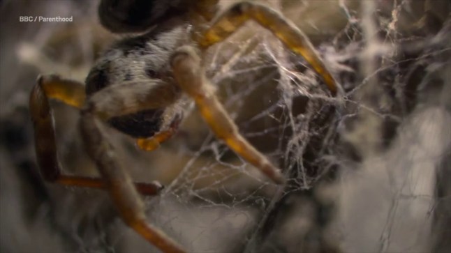 The horrifying moment baby spiders swarm to eat their mother will make you scream Picture: BBC/ Parenthood METROGRAB