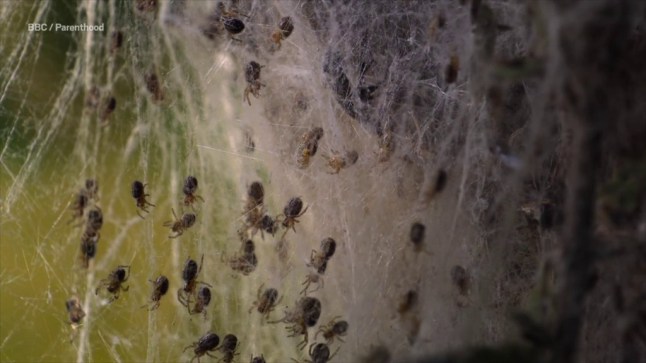 The horrifying moment baby spiders swarm to eat their mother will make you scream Picture: BBC/ Parenthood METROGRAB